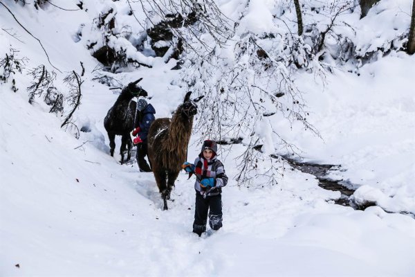 Kinder haben ein besonderes Gespür für die Tiere